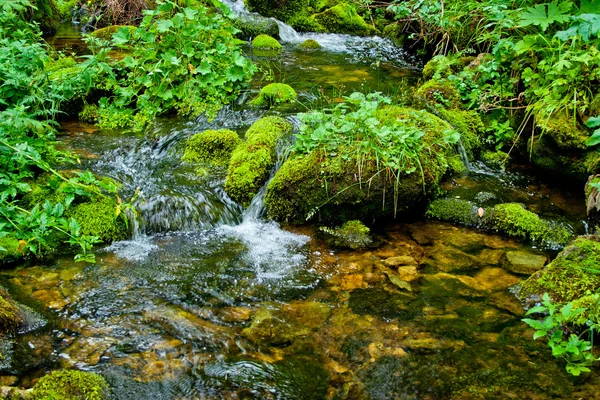 stock image Stream in forest