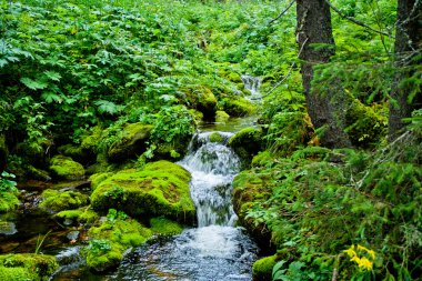 Stream in forest clipart