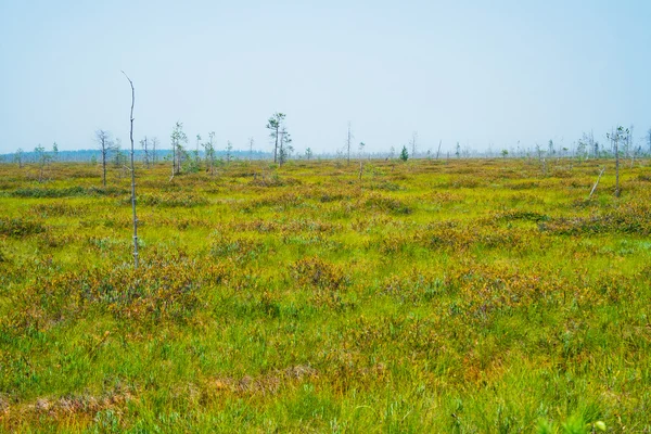 stock image Chudovo swamp