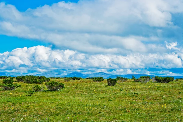 Tundra — Stok fotoğraf