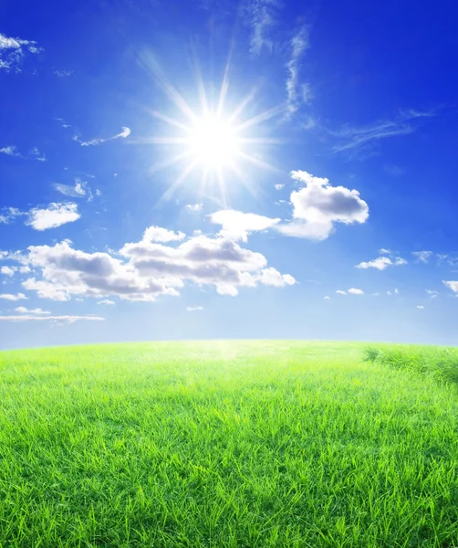 Трава и солнечный свет — стоковое фото