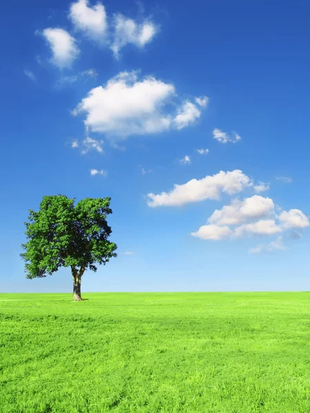 Голубое небо и трава — стоковое фото