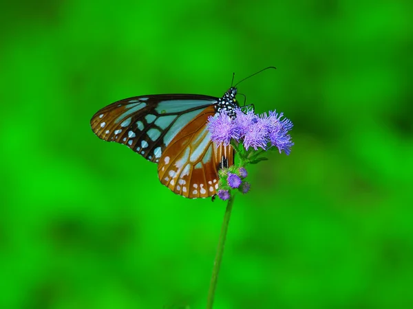 Flower and butterfly — Stock Photo, Image