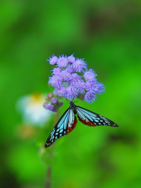 Kwiatów i motyli — Zdjęcie stockowe