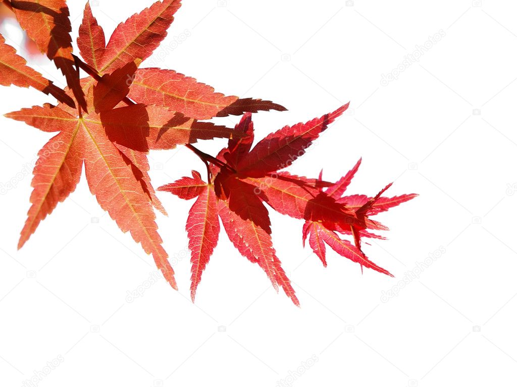 Isolated maple leaves