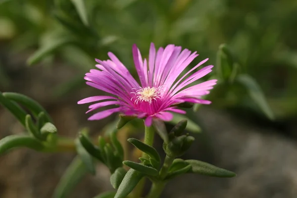 Flor rosa — Foto de Stock