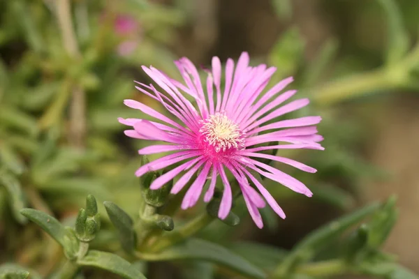 Rosa Blume — Stockfoto