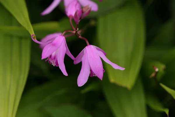 Orchidea virág — Stock Fotó