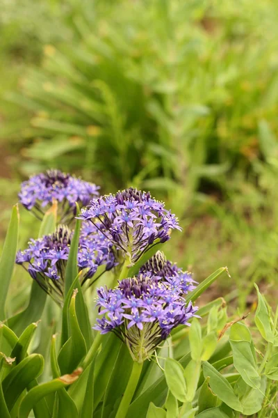 निळा फूल — स्टॉक फोटो, इमेज