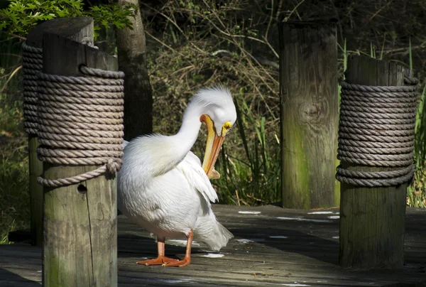 Pelicano branco — Fotografia de Stock
