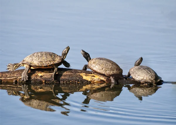 Kutu kaplumbağalar — Stok fotoğraf