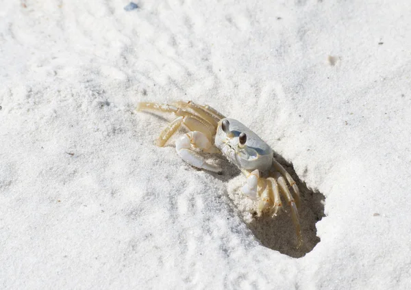 stock image Sand Crab