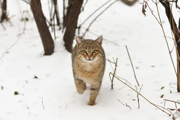 แมวบนหิมะ — ภาพถ่ายสต็อก