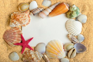 Sea shells lying on the pure golden sand with white card. Macro. Copy space. clipart