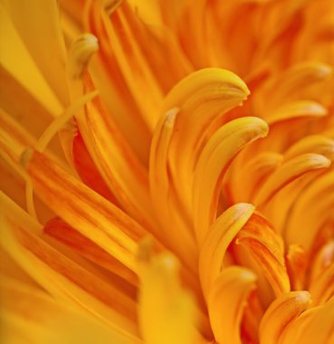 yaprakları gerbera. Makro.