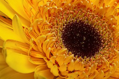 yaprakları gerbera. Makro.