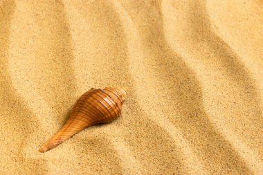Sea shell lying on the pure golden sand. Macro. Copy space. clipart