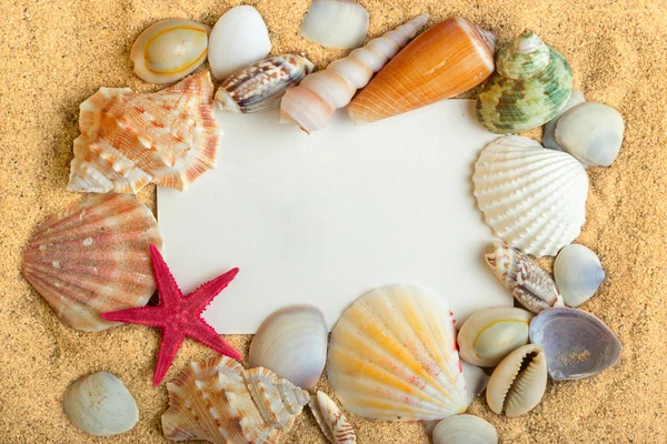 Conchas marinas que yacen sobre la arena dorada pura con tarjeta blanca. Macro. Copiar espacio . —  Fotos de Stock
