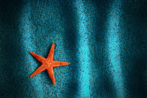 Gece deniz yıldızı — Stok fotoğraf