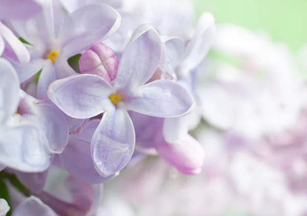 Красивый весенний фон с лиловым букетом . — стоковое фото