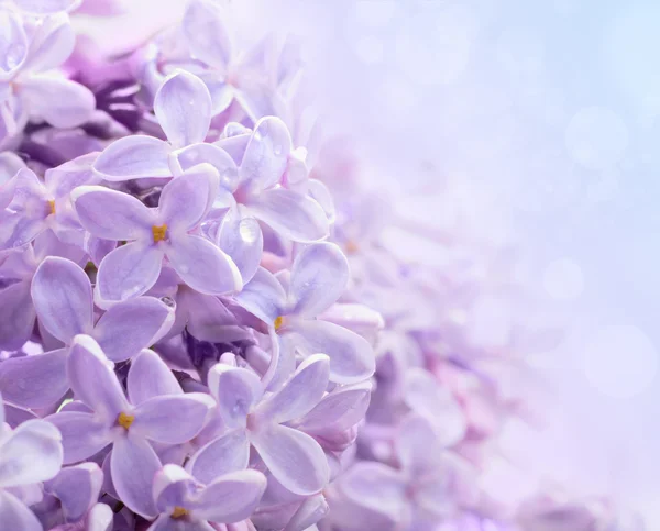 Just blooming lilac flowers. Abstract background. Macro photo. — Stock Photo, Image