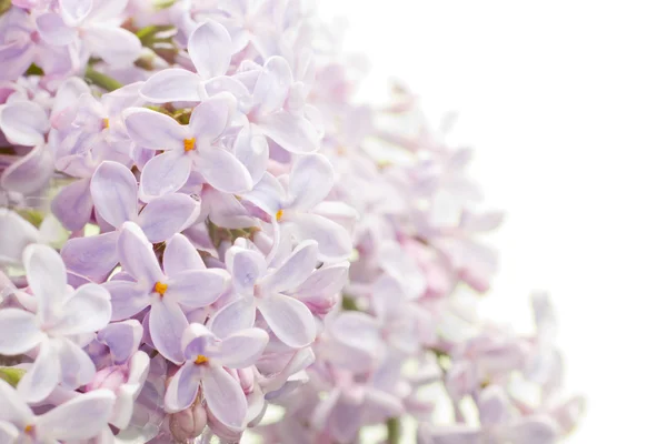 美丽的春天背景与淡紫色花束. — 图库照片
