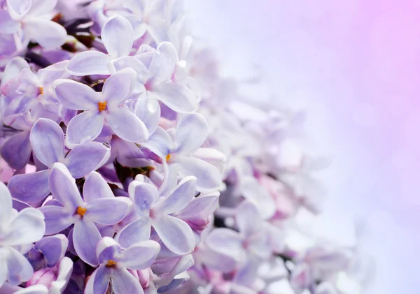 Beautiful spring background with lilac bouquet. — Stock Photo, Image