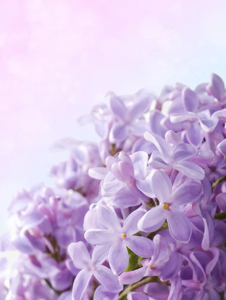 Beautiful spring background with lilac bouquet. — Stock Photo, Image