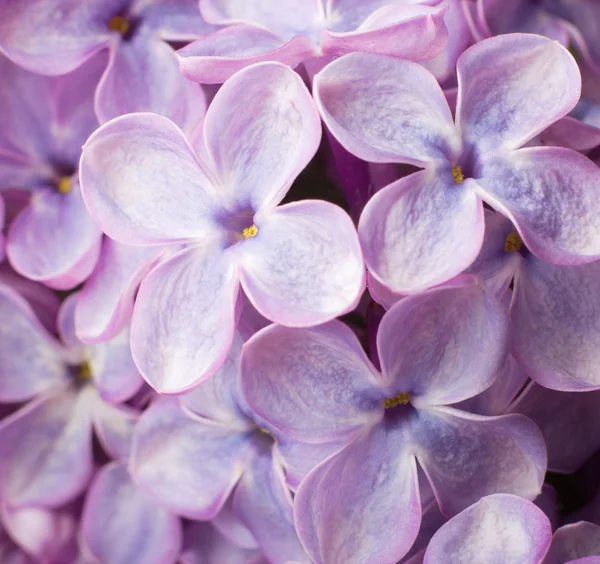 Prachtige lente delicatesse lila bloemen. macro foto. — Stockfoto