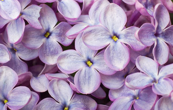 Prachtige Lila Lentebloemen. macro foto. — Stockfoto