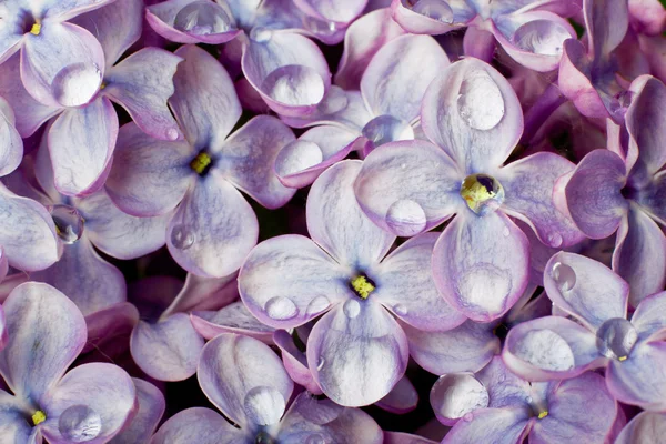 Bellissimi fiori lilla primaverili con gocce d'acqua. Macro foto . — Foto Stock