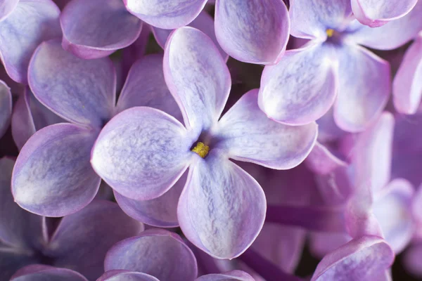 Krásný jarní pochoutka Lila květy. makro fotografie. — Stock fotografie