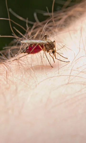 stock image Mosquito sucks the blood on hand.