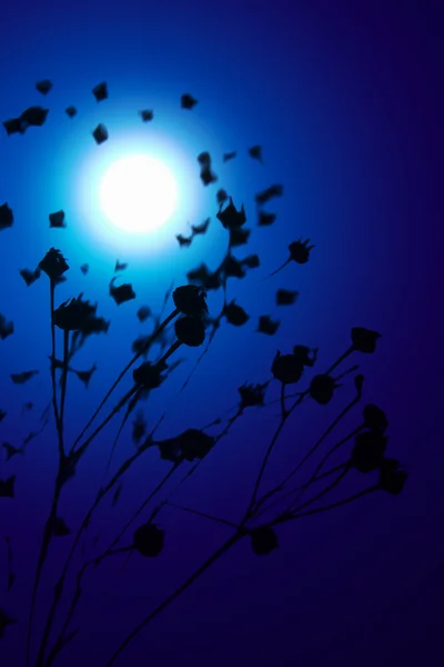 Herbe sèche contre la lune crépusculaire — Photo