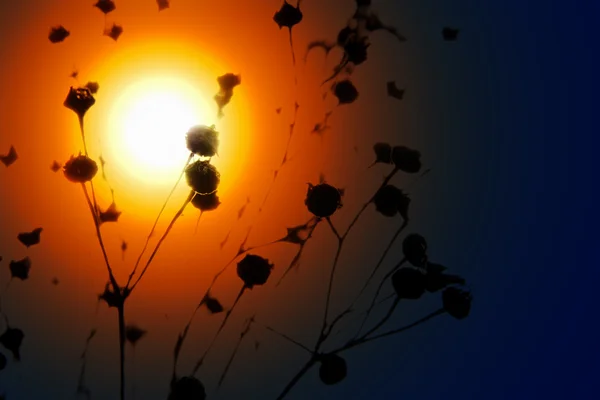 Batan güneşin karşı kuru ot — Stok fotoğraf
