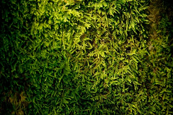 Zielony mech na tle powierzchni drzewa. — Zdjęcie stockowe