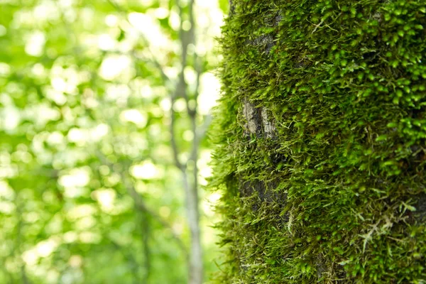 Zelený mech na povrchu pozadí strom. — Stock fotografie