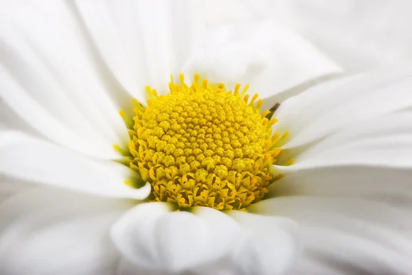 Flor de crisantemo con centro amarillo. Macro . — Foto de Stock
