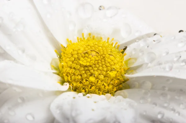 Flor de crisantemo con centro amarillo y gota de agua sobre pétalos. Macro . — Foto de Stock