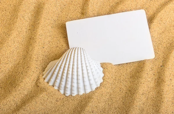 Cáscara de mar acostado en la arena dorada pura con tarjeta blanca. Macro. Copiar espacio . — Foto de Stock