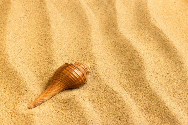 Sea shell lying on the pure golden sand. Macro. Copy space.
