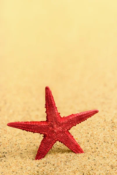 Estrella de mar en la arena dorada limpia. Alta foto macro detallada . —  Fotos de Stock