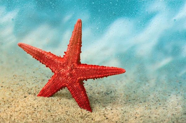 Bienvenido al resort. Estrella de mar en la arena dorada limpia en un gesto de bienvenida. Bajo el agua. Macro . —  Fotos de Stock