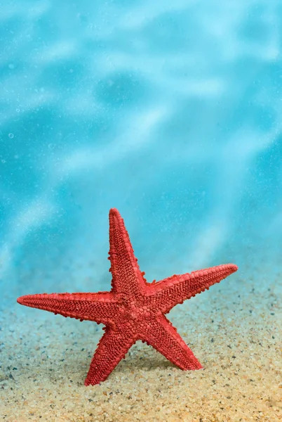 Bienvenido al resort. Estrella de mar en la arena dorada limpia en un gesto de bienvenida. Bajo el agua. Macro . —  Fotos de Stock