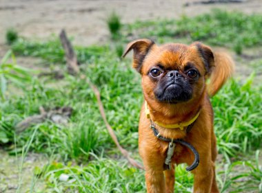 Petit brabancon yürüyüş. hüzünlü bir bakışla bağlantılı köpek.