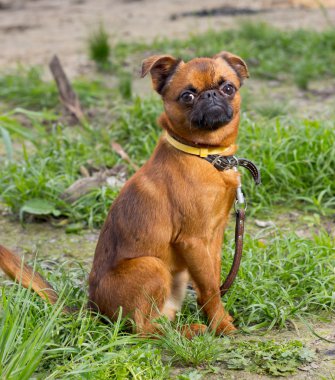 Petit brabancon on walk. The anchored dog with a sad sight. clipart