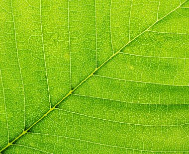 Leaf of a plant closeup. Macro. clipart