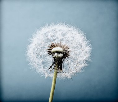 The Dandelion. Macro photo of seeds over light background. The vintage old look. clipart