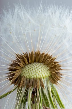 Kara hindiba. Makro fotoğraf üzerinde açık renkli tohumların.