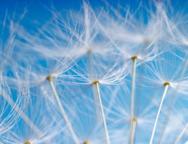 The Dandelion. Macro photo of light seeds over light blue background. clipart